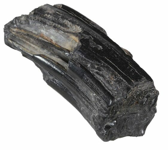 Pleistocene Aged Fossil Horse Tooth - Florida #53155